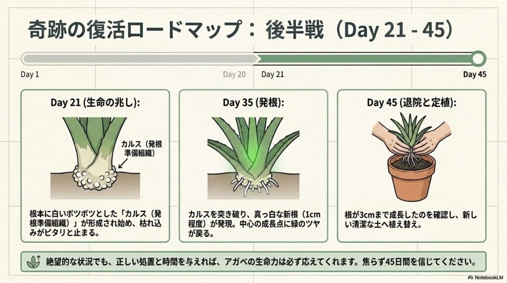 根腐れしたアガベの復活ロードマップの後半（Day21〜45）。カルスの形成、発根、そして新しい土への植え替えまでのプロセスがイラスト付きで描かれている。