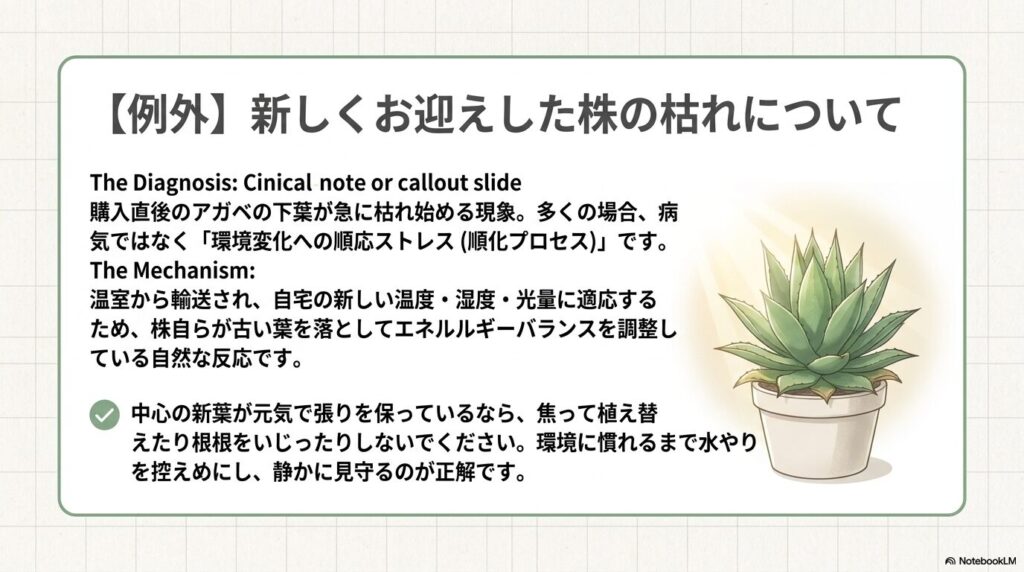 購入直後のアガベの下葉が枯れる現象についての解説スライド。「順化プロセス」による自然な反応であり、環境に慣れるまで見守ることが正解とされている。