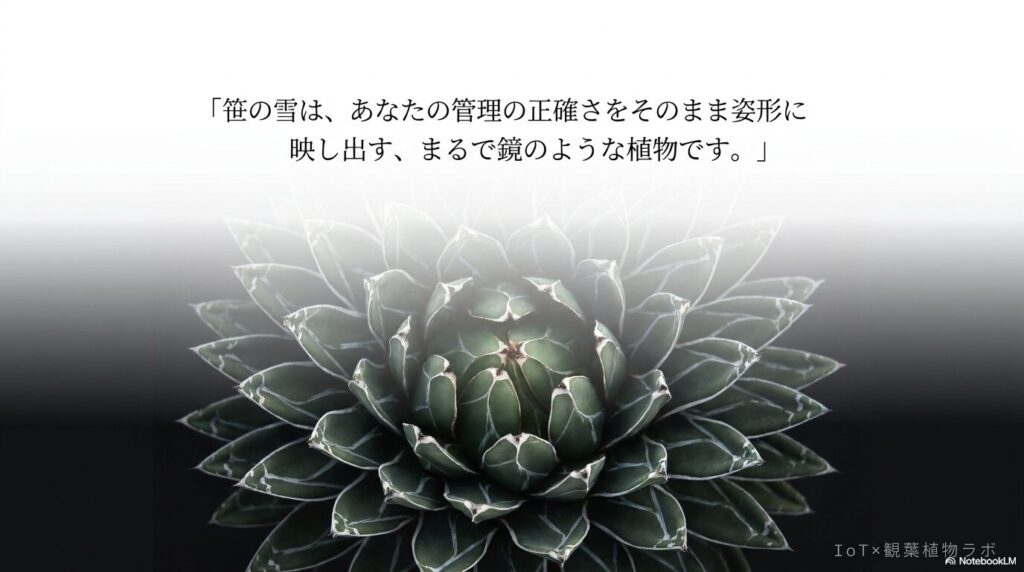 暗闇に浮かび上がる、太いペンキが美しく入ったアガベ笹の雪のクローズアップ写真