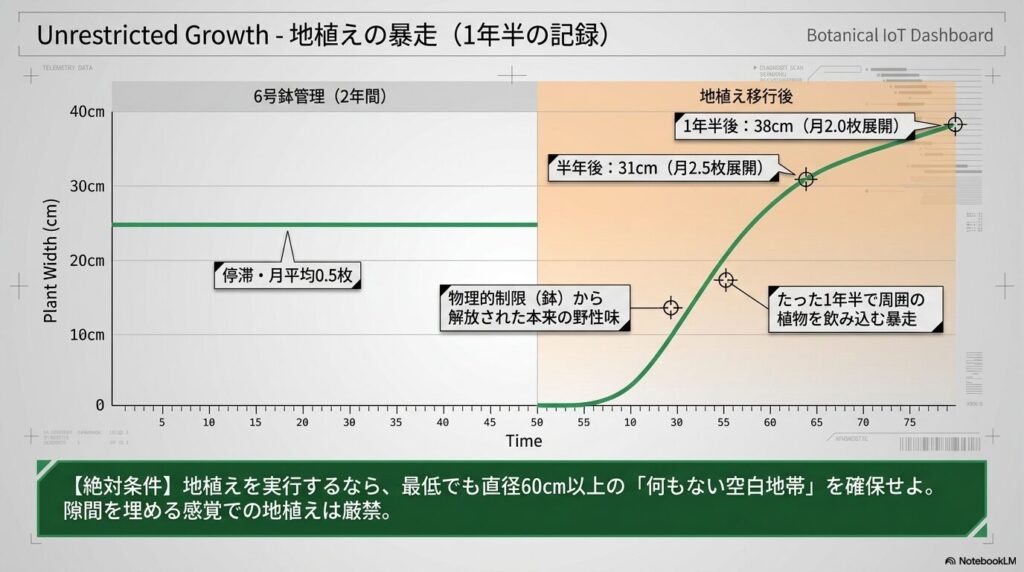 地植え移行後わずか1年半で株幅38cmに暴走したアガベモンタナの成長グラフ