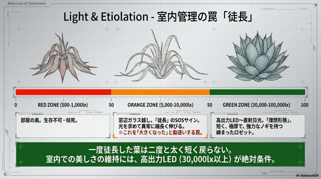 照度ごとのアガベの成長状態の違いと、光量不足による徒長のリスクを示す図