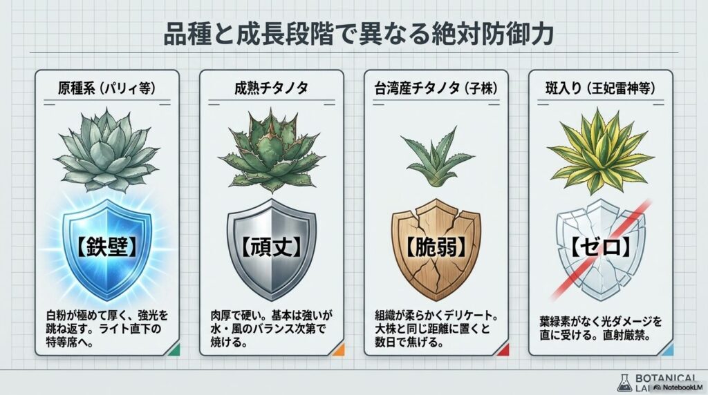 アガベの品種と成長段階による光耐性の違い(鉄壁からゼロまで)