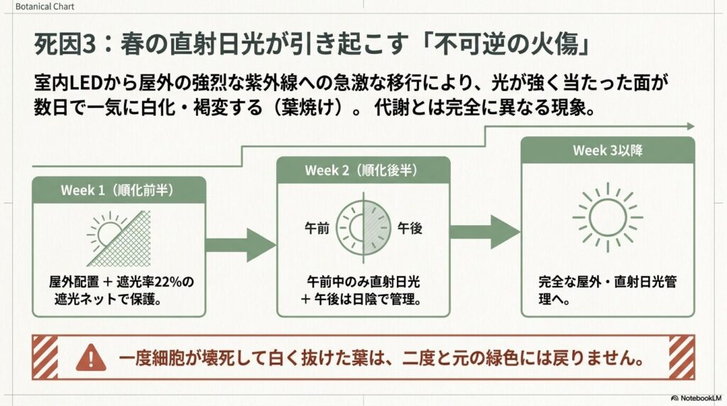 室内LEDから屋外の直射日光へ移行する際の、順化のスケジュールを示した図。Week1は遮光ネットで保護、Week2は午前中のみ直射日光、Week3以降で完全屋外管理となる。